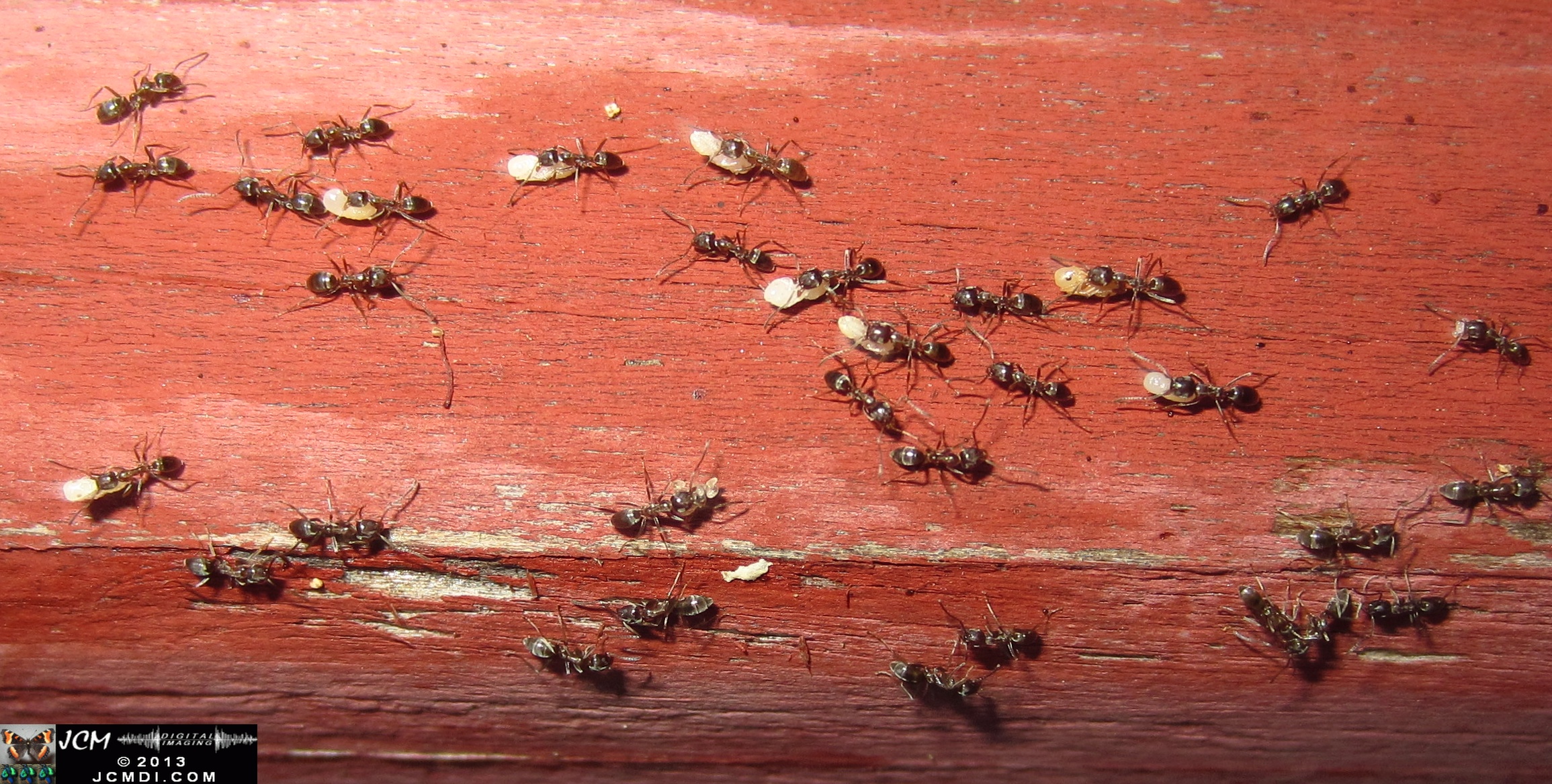 Save the Larvae! Argentine Ants abondoning flooded nest